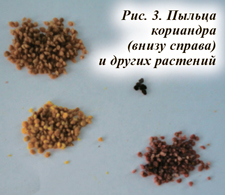 Пыльца кориандра