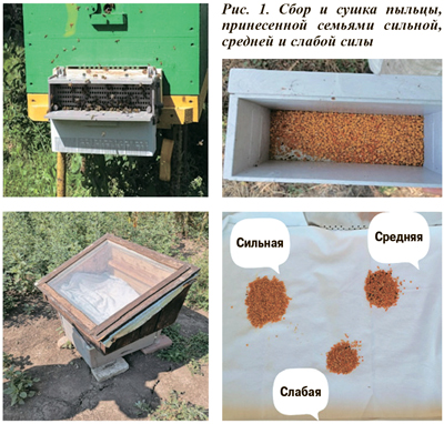 Сбор и сушка пыльцы, принесенной семьями сильной, средней и слабой силы