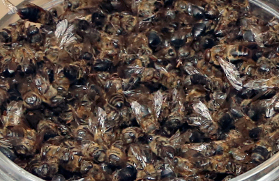 пчелиный подмор
