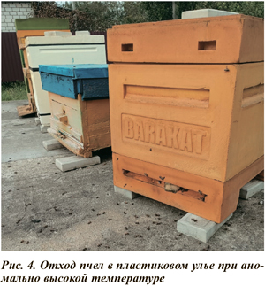 Отход пчел в пластиковом улье при аномально высокой температуре