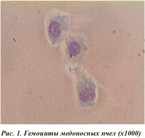 Гемоциты медоносных пчел (x1000)