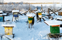 Зимовка пчел. Пасека зимой