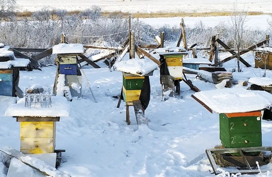 Зимовка пчел. Пасека зимой