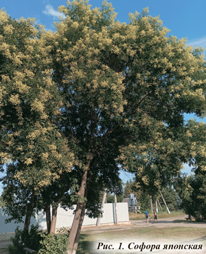 Софора японская