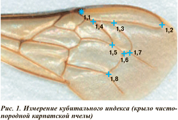 Измерение кубитального индекса (крыло чистопородной карпатской пчелы)