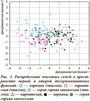 Распределение пчелиных семей в пространстве первой и второй дискриминантных функций