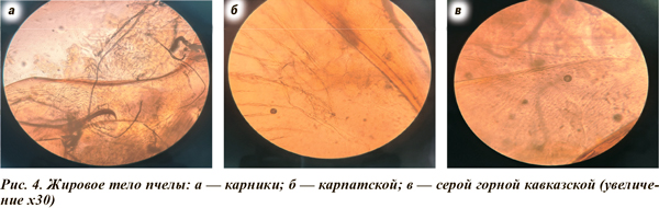 Жировое тело пчелы