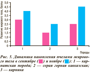 Динамика накопления пчелами жирового тела в сентябре и ноябре