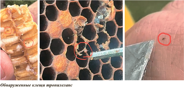 Обнаруженные клещи тропилелапс