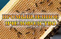 промышленное пчеловодство