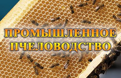 промышленное пчеловодство