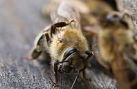 Определение заклещенности пчелиных семей — путь к их сохранению