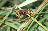 Шершень — хищник медоносной пчелы