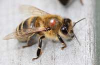 пчела, клещ варроа