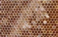 Препараты пчелиной огневки и трудноизлечимые болезни