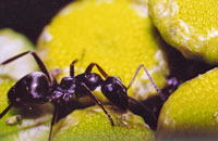 Защита пчел от муравьев