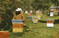 Активность каталазы у пчел летней и осенней генераций