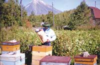 Адаптивность и технология содержания пчелиных семей