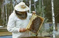 Советы Ш. Дадана желающим связать себя с пчеловодством