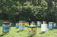 Кочевка, перевозка, отравление и содержание пчел