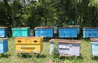 Медовая продуктивность пчелиных семей в зависимости от стартовой силы на Северном Кавказе