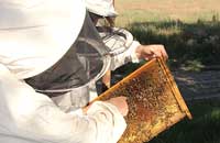 Влияние БАД на содержание некоторых химических элементов в теле пчел и меде