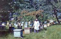 Получаем высококачественный и экологически чистый мед