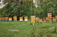 Требования к технологии содержания семей и производства продукции пчеловодства