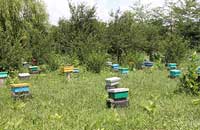 Чистопородное разведение пчел на юге России