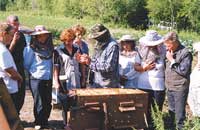 Рост и развитие пчелиных семей в Камчатском крае