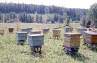 Органическое пчеловодство и органический мед