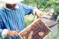Биохимические показатели организма рабочих пчел при использовании  микробиологических препаратов