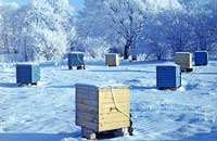 Пчелы готовятся к зимовке