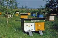 Пчеловодство в двухматочных ульях Озерова