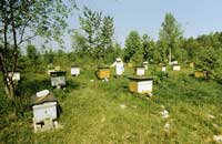 Кемеровская система ухода за пчелами