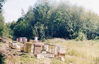 Постарайтесь уберечь пчел от химических обработок полей