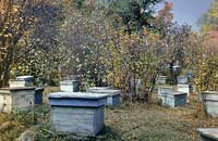 Проблемы организации пчеловодного хозяйства