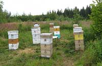 Многокорпусный улей позволит России экспортировать мед