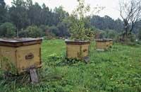 Пчелы и энергетика Земли