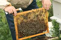 Щелочная среда в жизни пчел