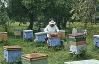 Сколько пчелиных семей можно держать в личном подсобном хозяйстве?