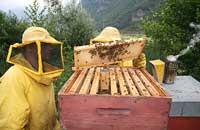 О пчелах Buckfast и их "родителе"