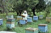 Научно обоснованный регламент содержания семей пчел (3)