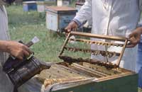  Биосил и апимил при выводе пчелиных маток