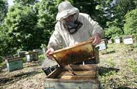 Об исправлении семей с пчелами-трутовками