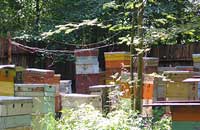 Как будем дальше развивать пчеловодство?