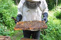 Болезни пчел на пасеках России