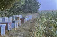 В чем заключается успех двухматочного содержания пчел
