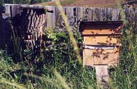Башкирские пчелы