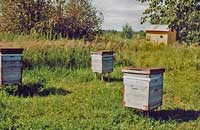Биоэнергетика в пчеловодстве